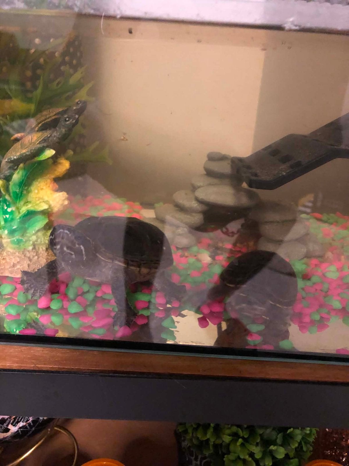 a donner, Animaux & Accessoires, Poissons | Aquariums & Accessoires, Comme neuf, Enlèvement