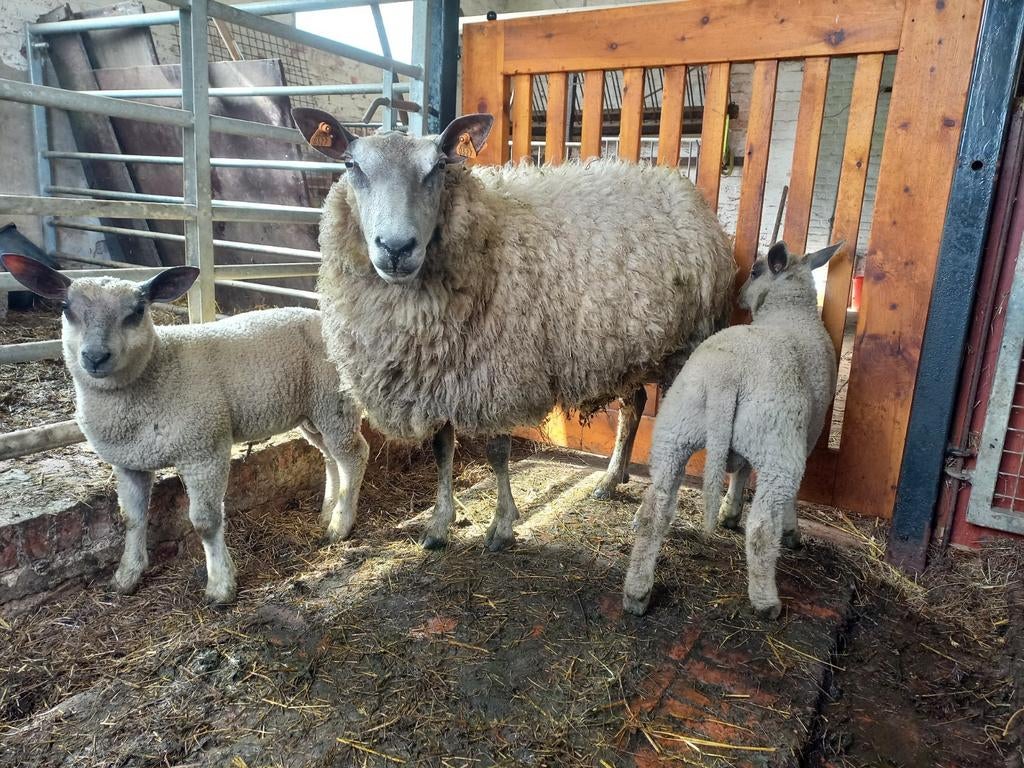 Ooi met 2 ramlammeren, Dieren en Toebehoren, Schapen, Geiten en Varkens, Schaap, Meerdere dieren, 0 tot 2 jaar