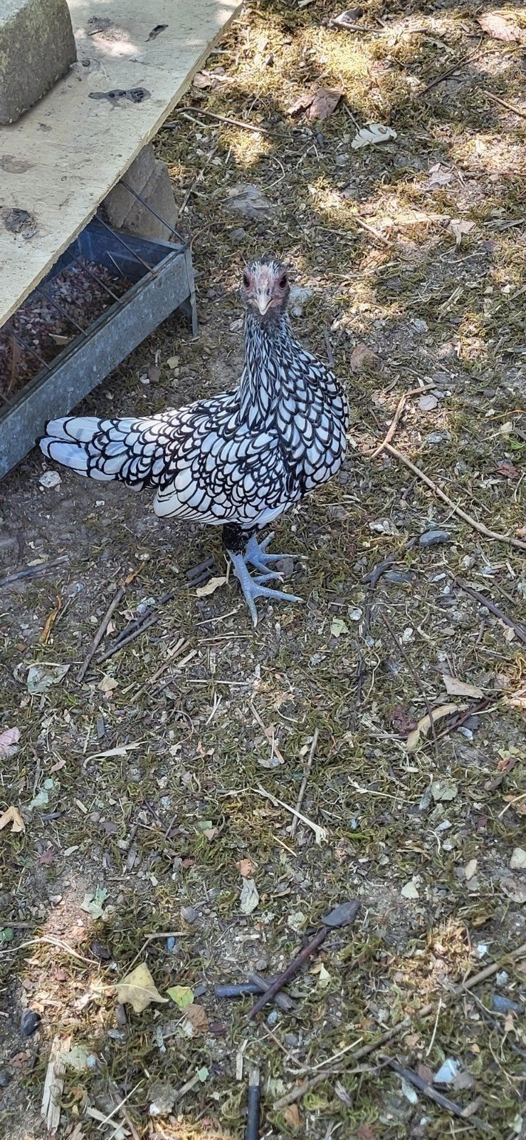 sebright hennetjes zilverzwart gezoomd, Dieren en Toebehoren
