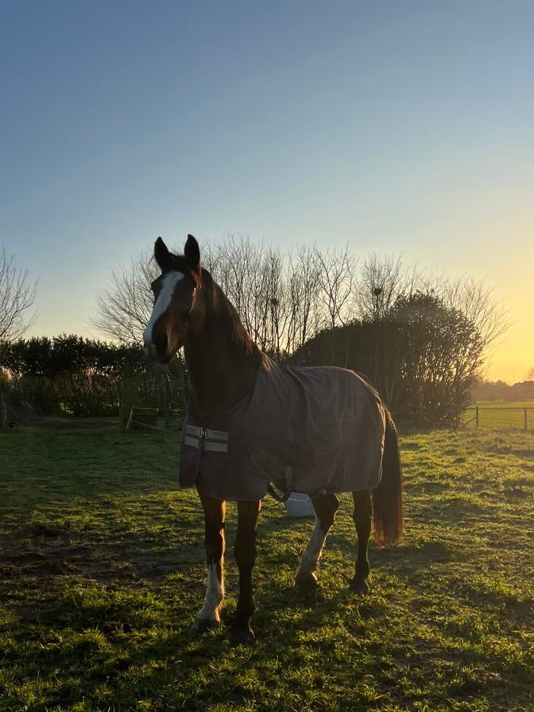 Te koop, Dieren en Toebehoren, Paarden