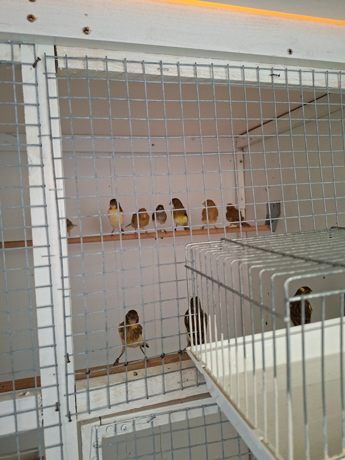 kanaries, Animaux & Accessoires, Oiseaux | Canaris