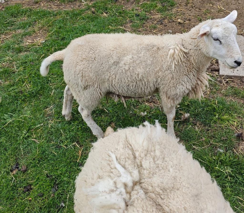 Agnelles et moutons, Animaux & Accessoires, Femelle, Mouton, 0 à 2 ans