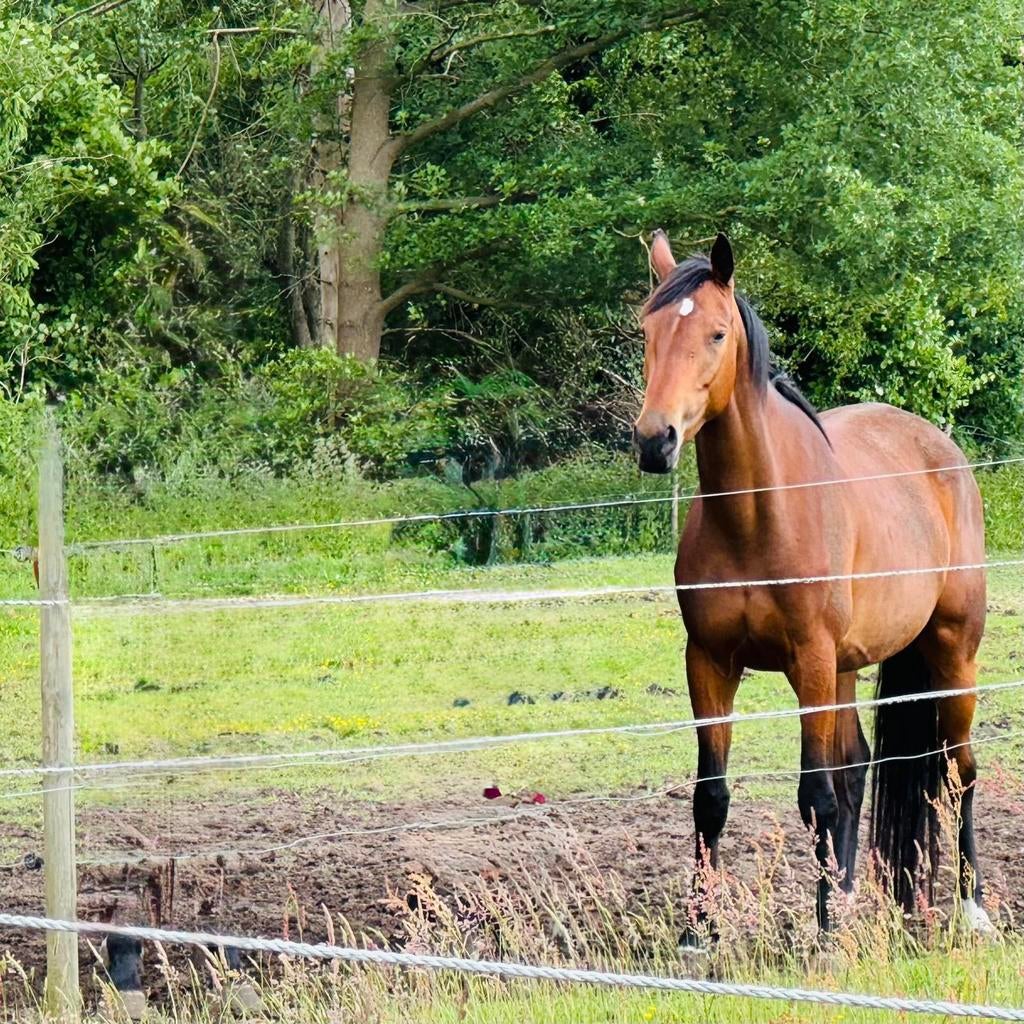 Leuke 6 jarige merrie, Jument, Débourré