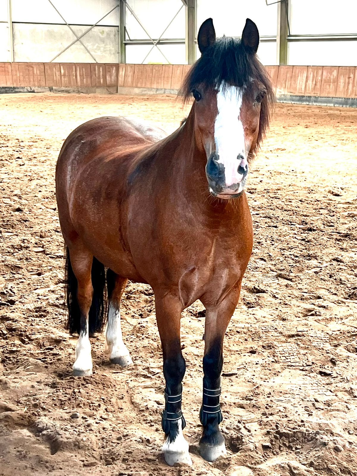 Lieve, betrouwbare Welsh A-pony te koop – Quip (11 jaar), Dieren en Toebehoren, Pony's, Met stamboom, B, Ruin, Springpony