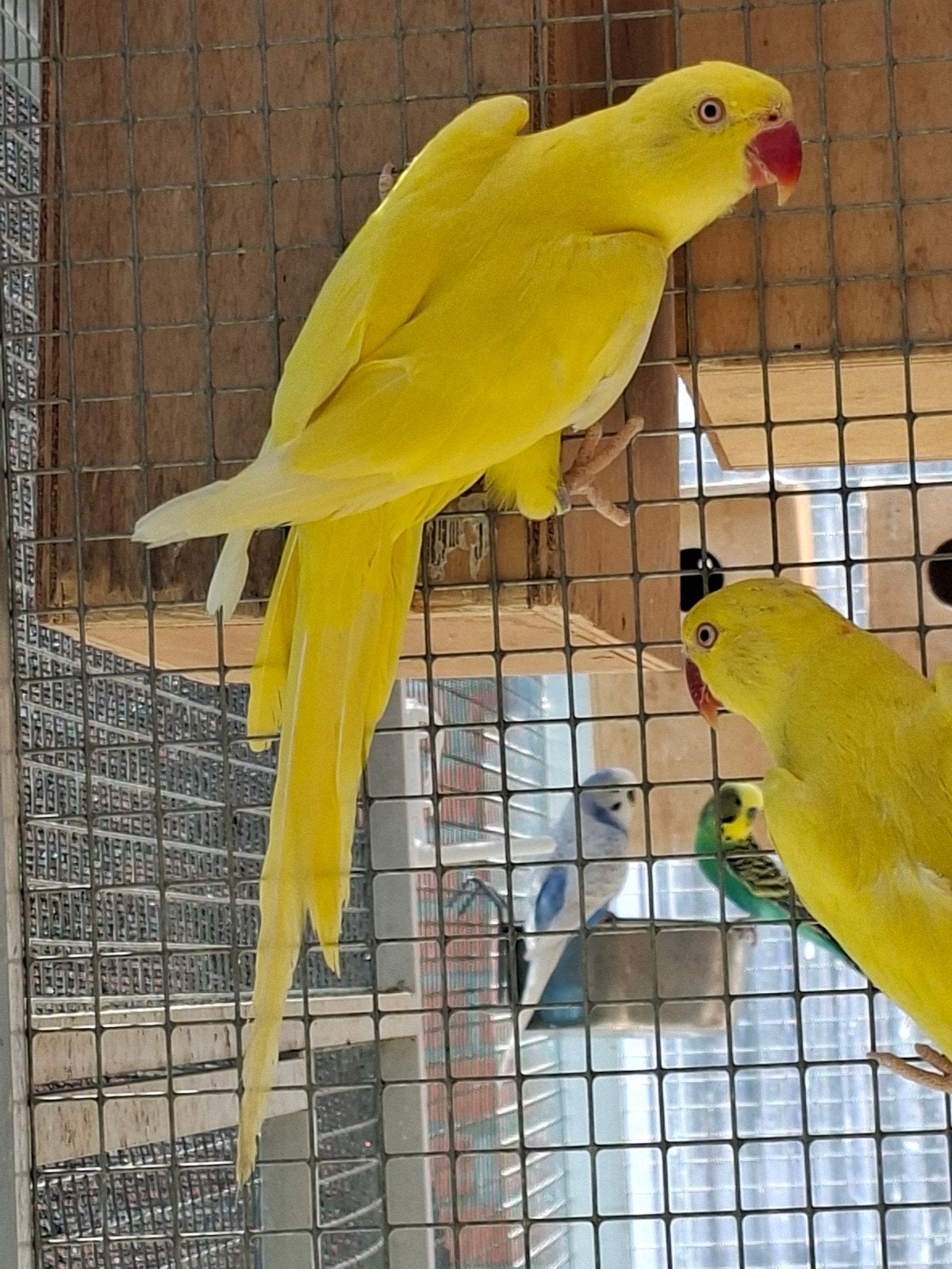 Couple de Perruches à collier 2025, Animaux & Accessoires, Oiseaux | Perruches & Perroquets, Plusieurs animaux, Perruche, Bagué