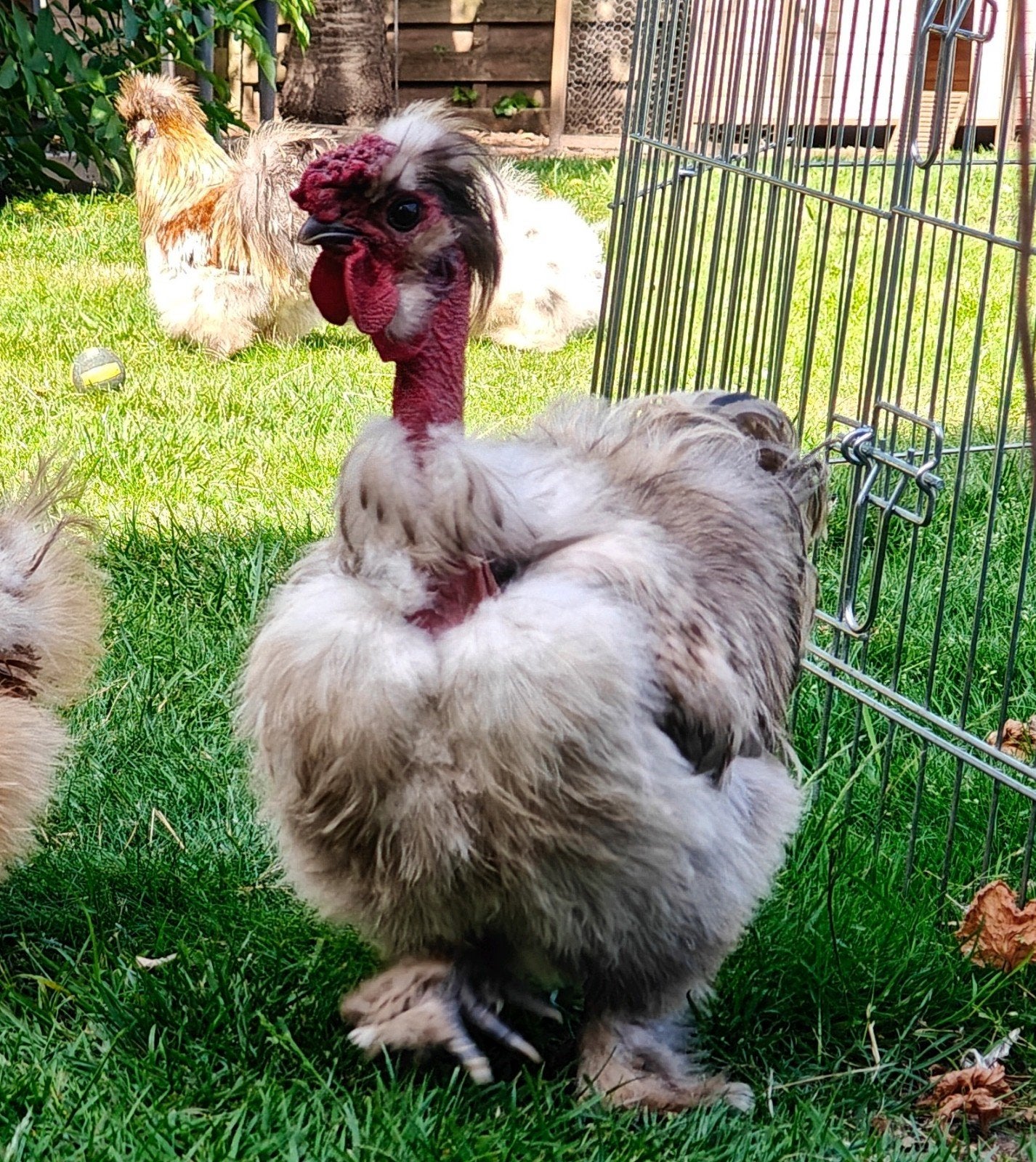 Zijdehoen haantje 1 jaar, Dieren en Toebehoren, Pluimvee, Mannelijk, Kip