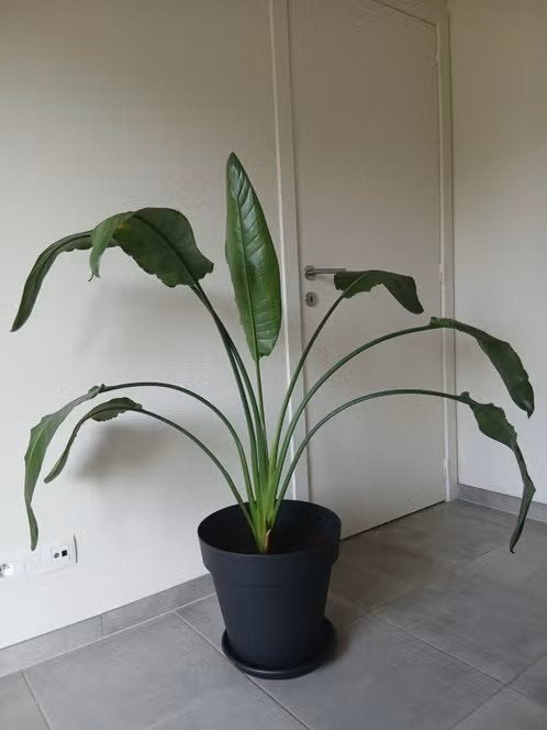 Kamerplant, Ophalen, 100 tot 150 cm, Overige soorten, Halfschaduw