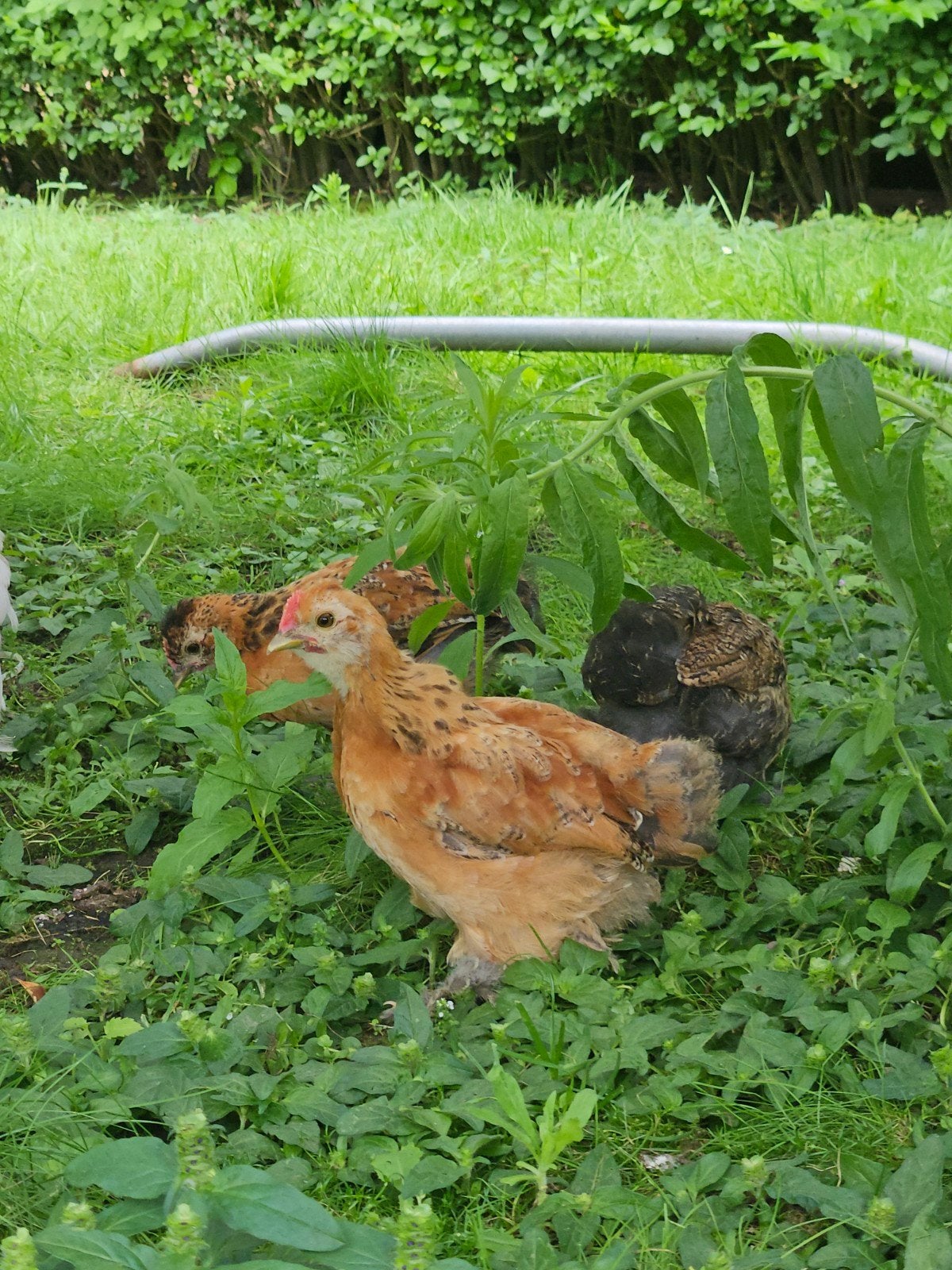 3 cochenilles ou oiseaux à soie à la recherche d'un nouveau, Animaux & Accessoires