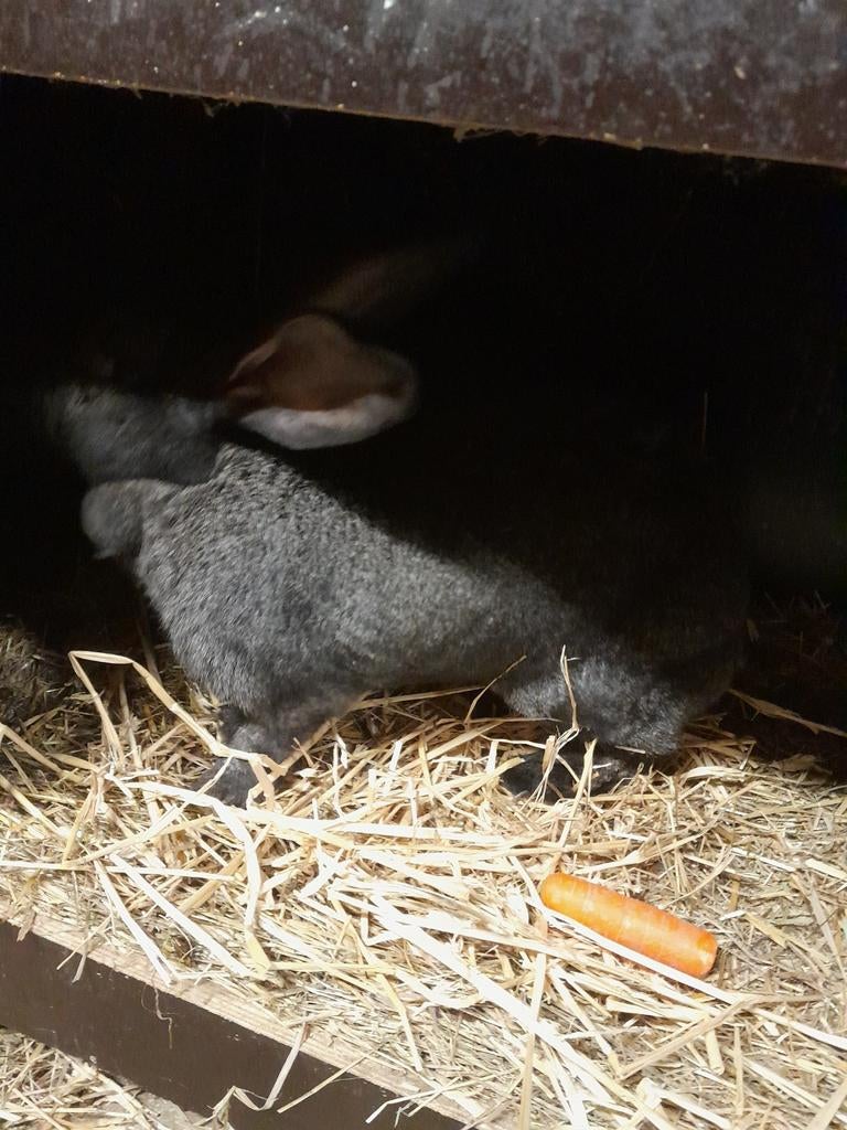 Vlaamse/ duitse  reuzen, Dieren en Toebehoren, Knaagdieren, Meerdere dieren, Januari