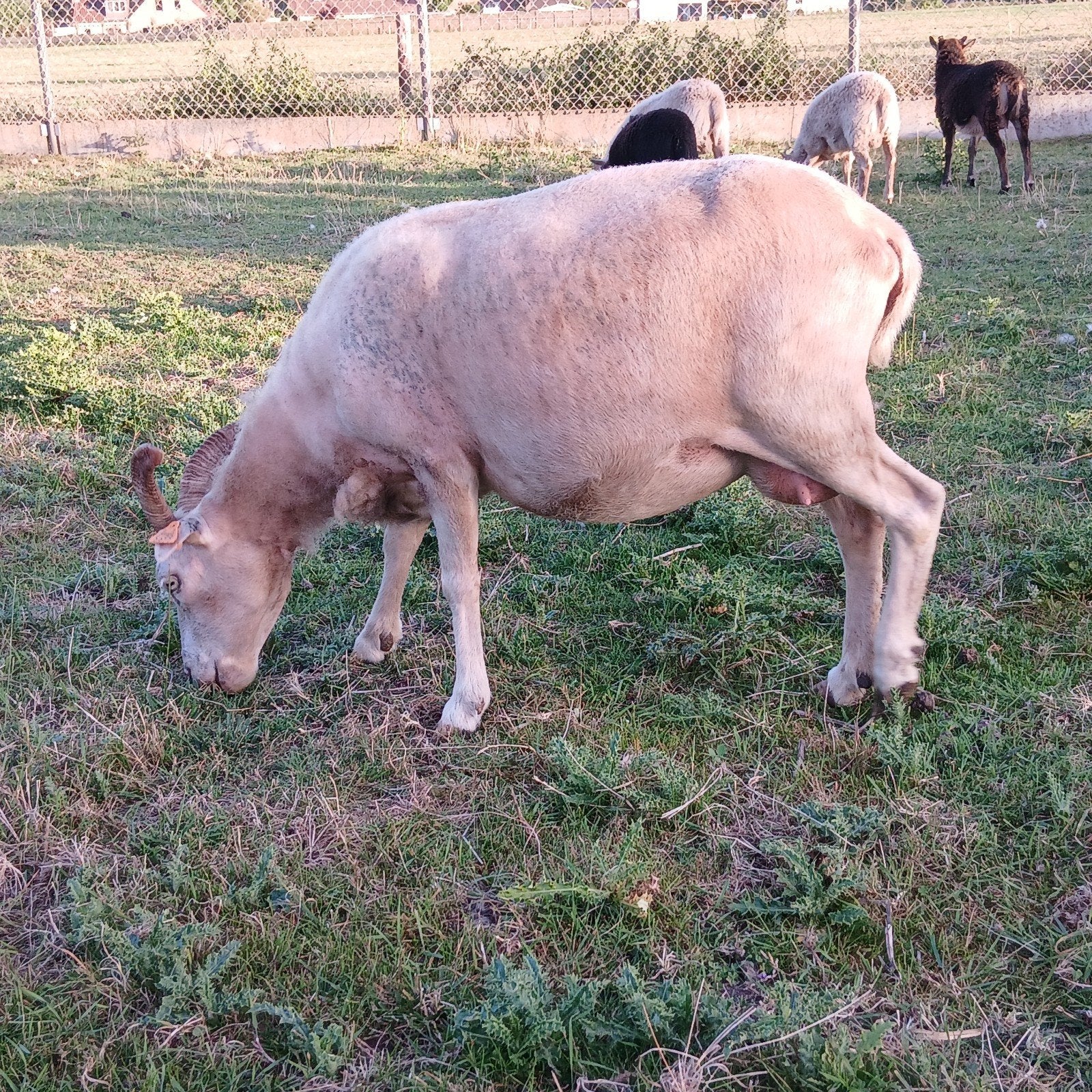 Witte soay ooi met 2 ramlammeren