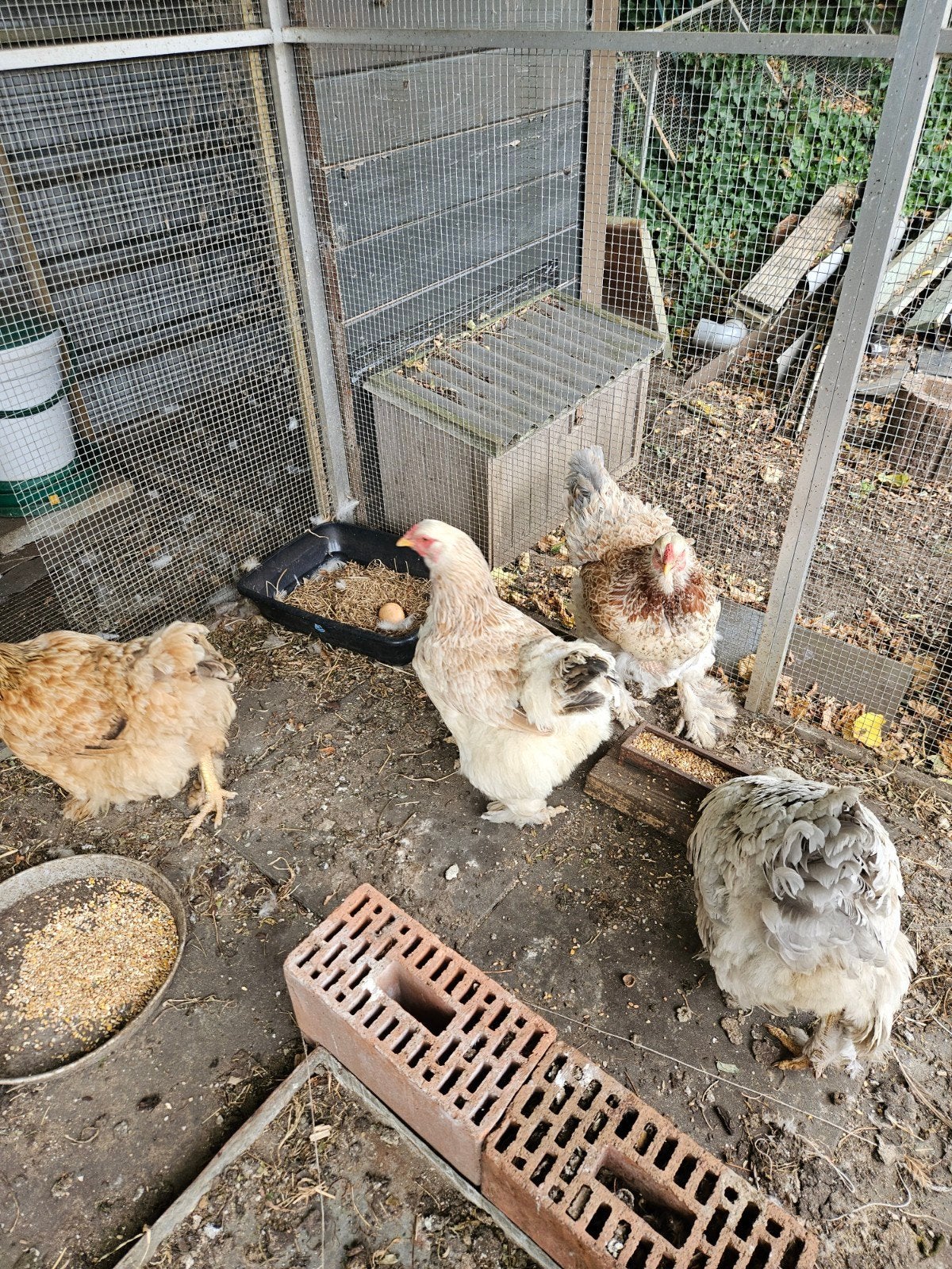 4 brahma kippen, Dieren en Toebehoren, Vrouwelijk, Kip