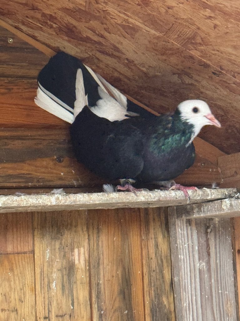Duiven dönek, Animaux & Accessoires, Plusieurs animaux, Pigeon culbutant ou Roller