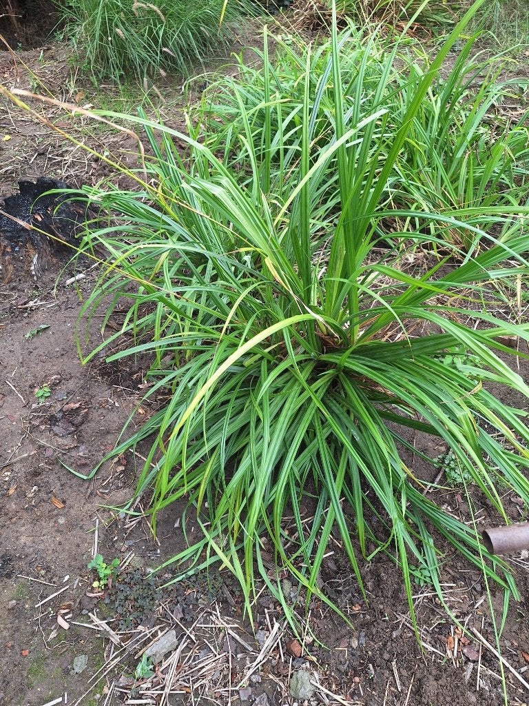 Gratis planten festuca af te halen wetteren, Ne fleurit pas, Plein soleil, Enlèvement, Graminées ornementales