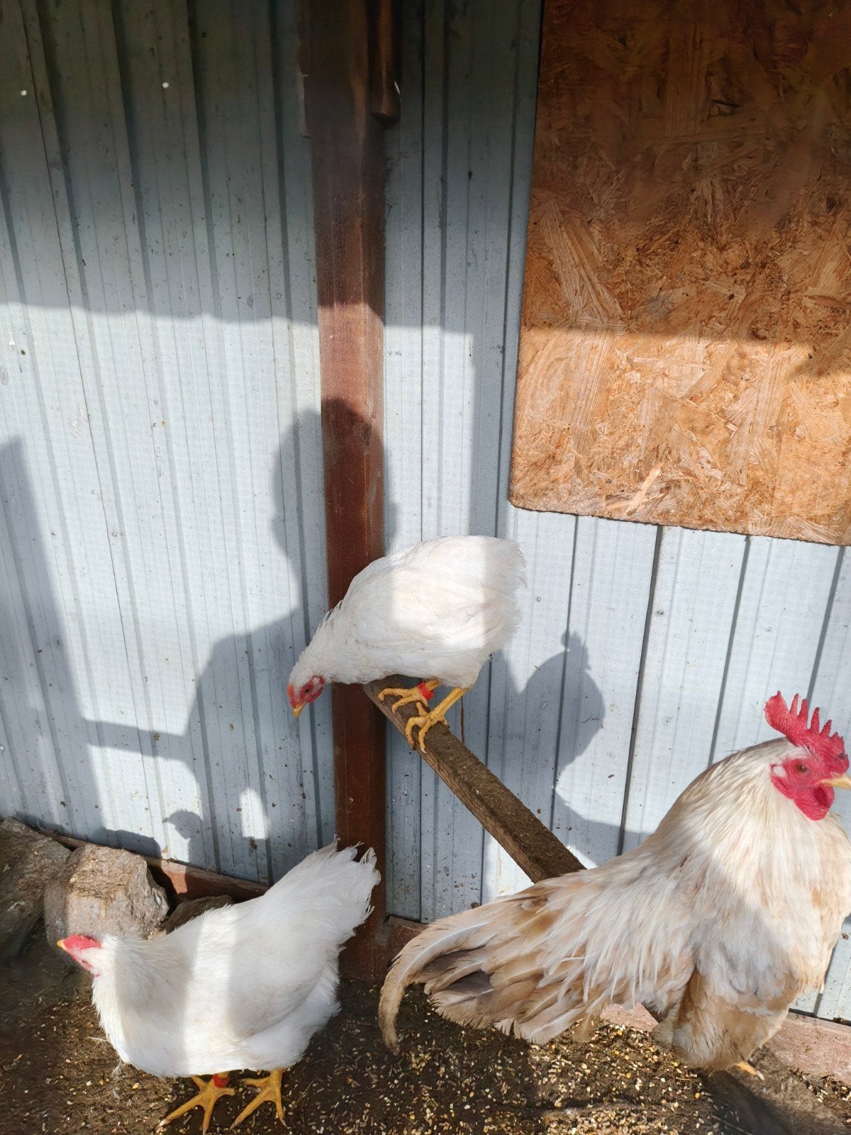 Witte Barnevelder Haan, Dieren en Toebehoren, Mannelijk, Kip