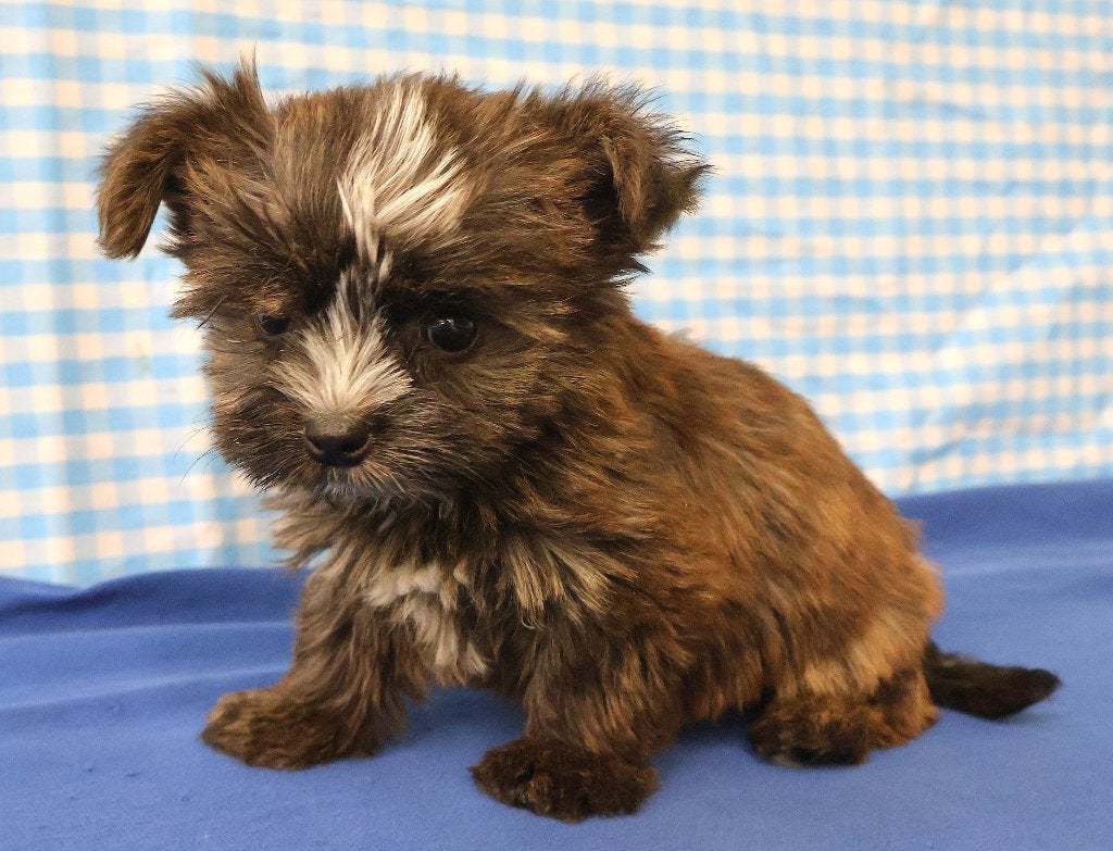 Des chiots Yorkshire super mignons !, 15 semaines à 1 an, Autres races, Plusieurs animaux, Éleveur | Professionnel
