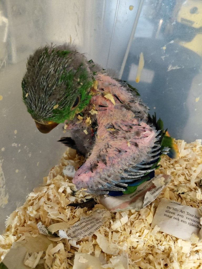 Jeune jeu Edel Parrot/Eclectus., Mâle, Perroquet, Domestique