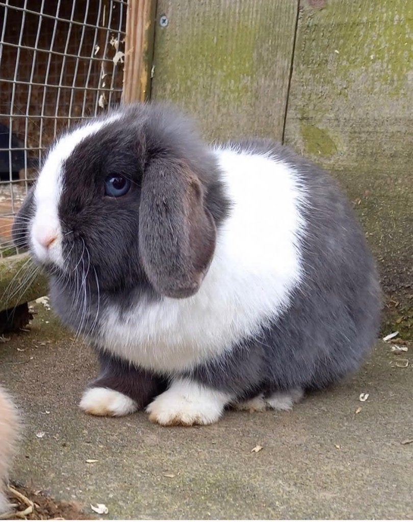 Super knappe Minilop voedster, Animaux & Accessoires, Femelle, Nain, Oreilles tombantes, 0 à 2 ans