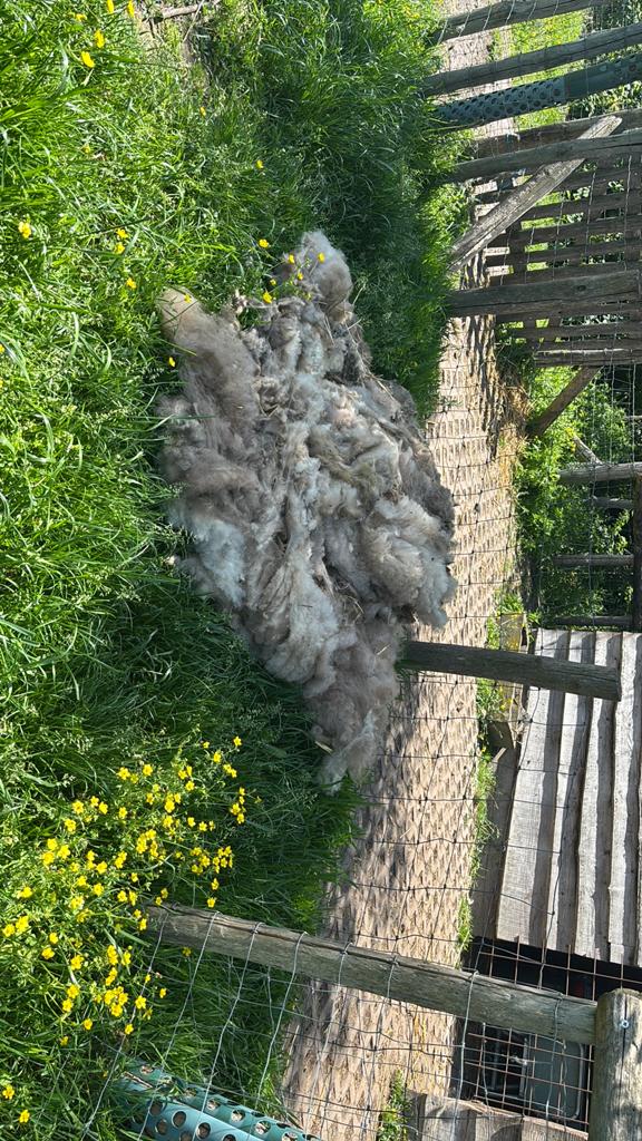 Gratis schapenwol van 3 schapen, Dieren en Toebehoren