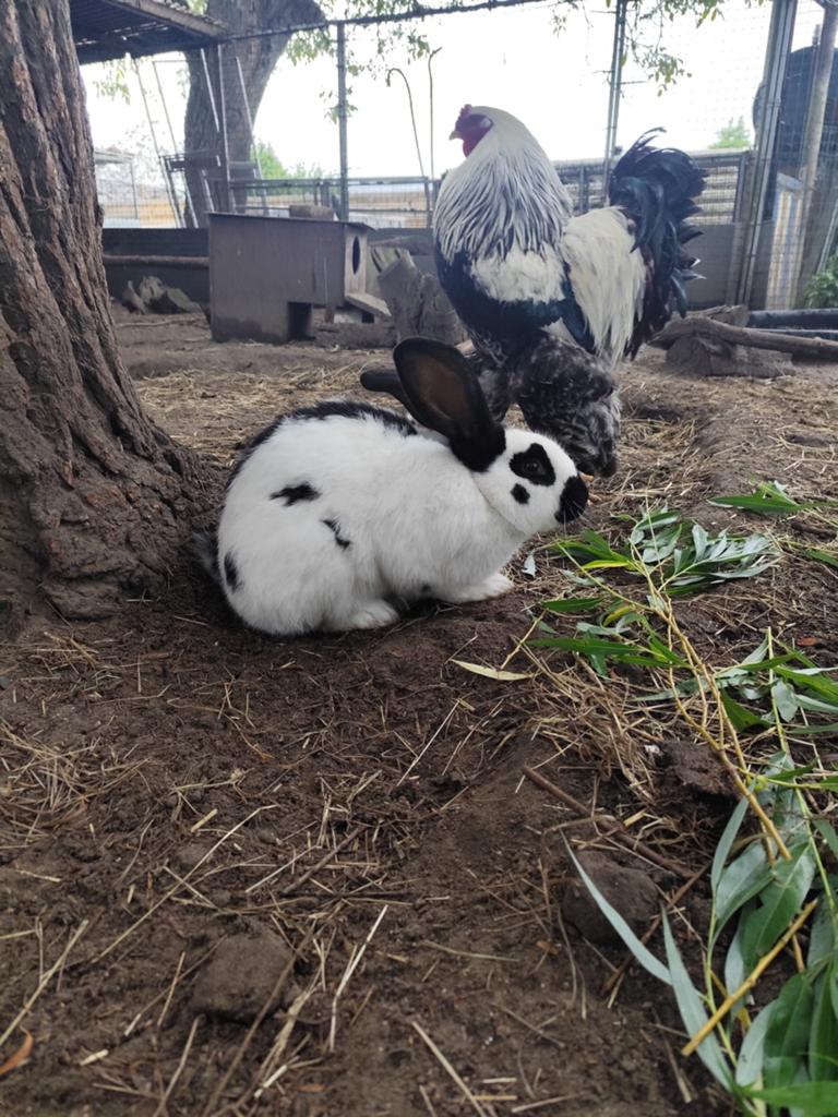 Jeune lapin papillon géant à vendre, Femelle, Autres espèces