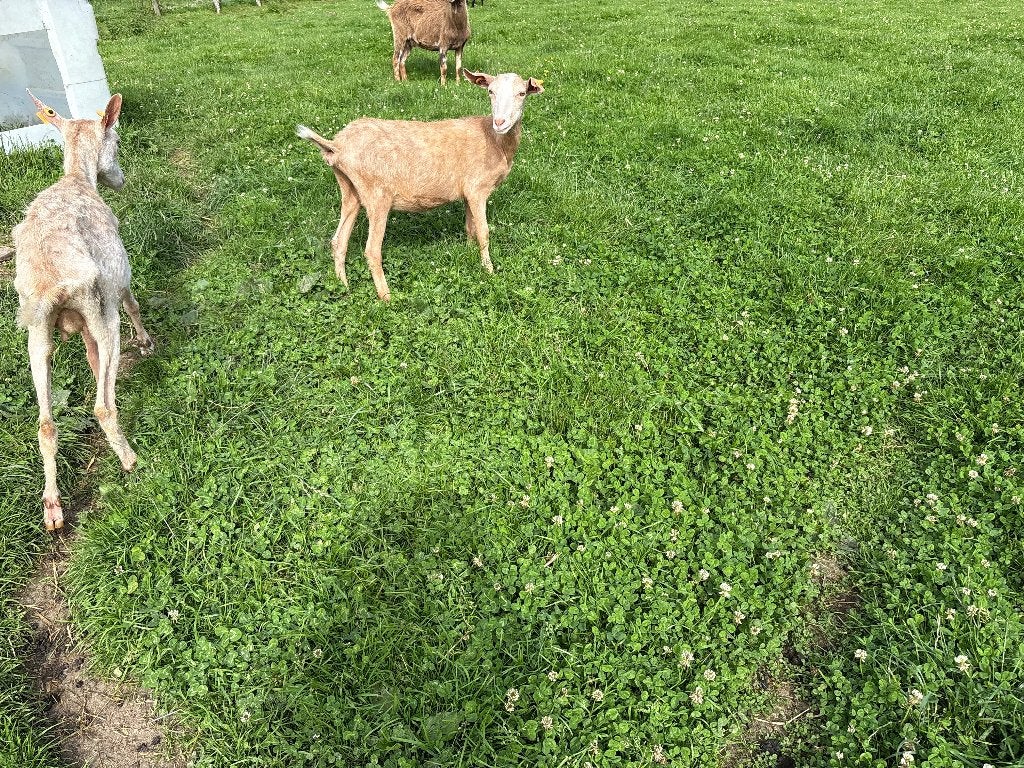 Quelques grandes chèvres, Femelle, Chèvre, 0 à 2 ans