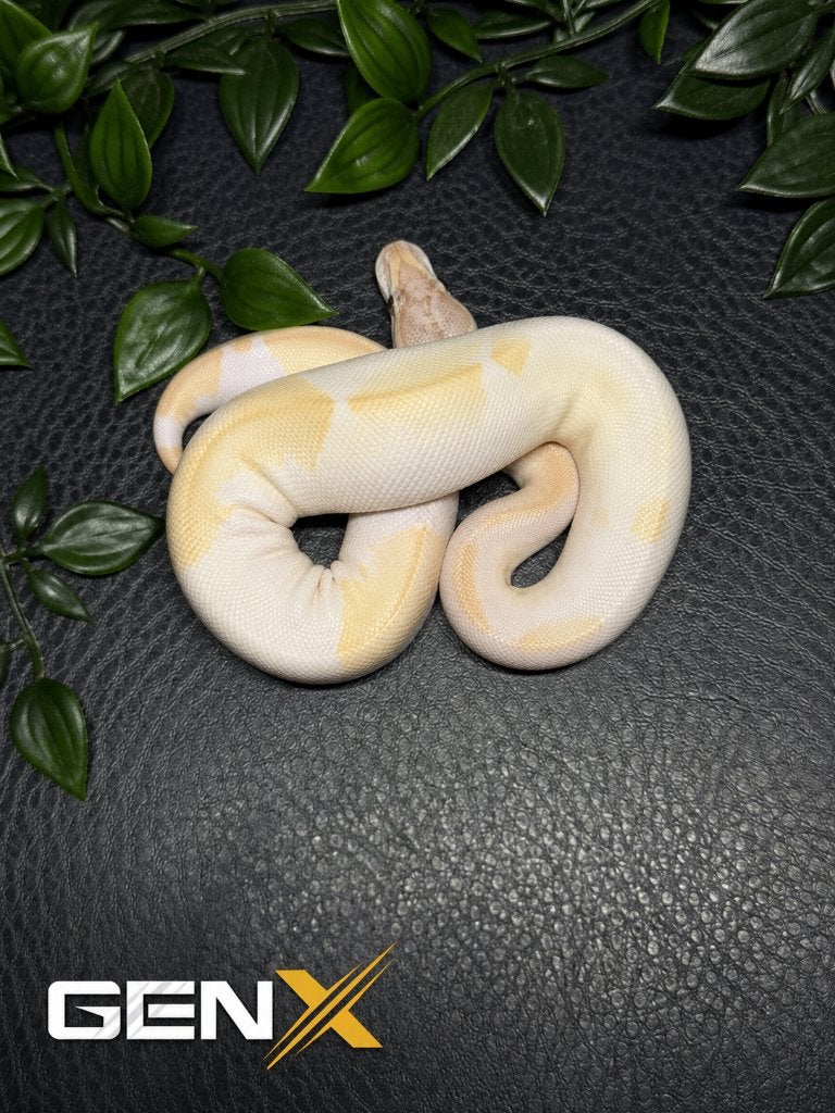 0.1 Ivory Pied, Serpent, Domestique, 0 à 2 ans