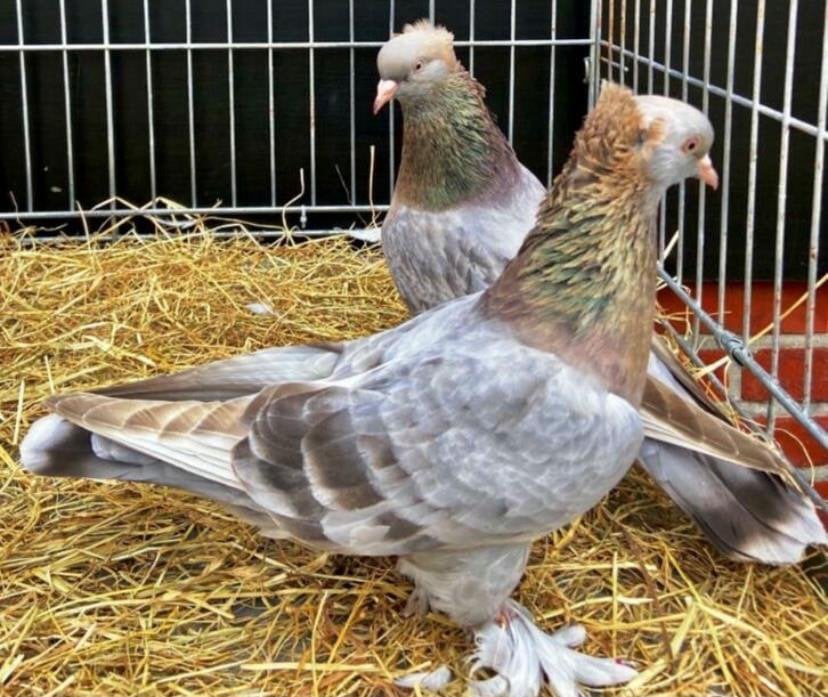 Takla Duiven, Dieren en Toebehoren, Meerdere dieren, Tuimelaar of Roller