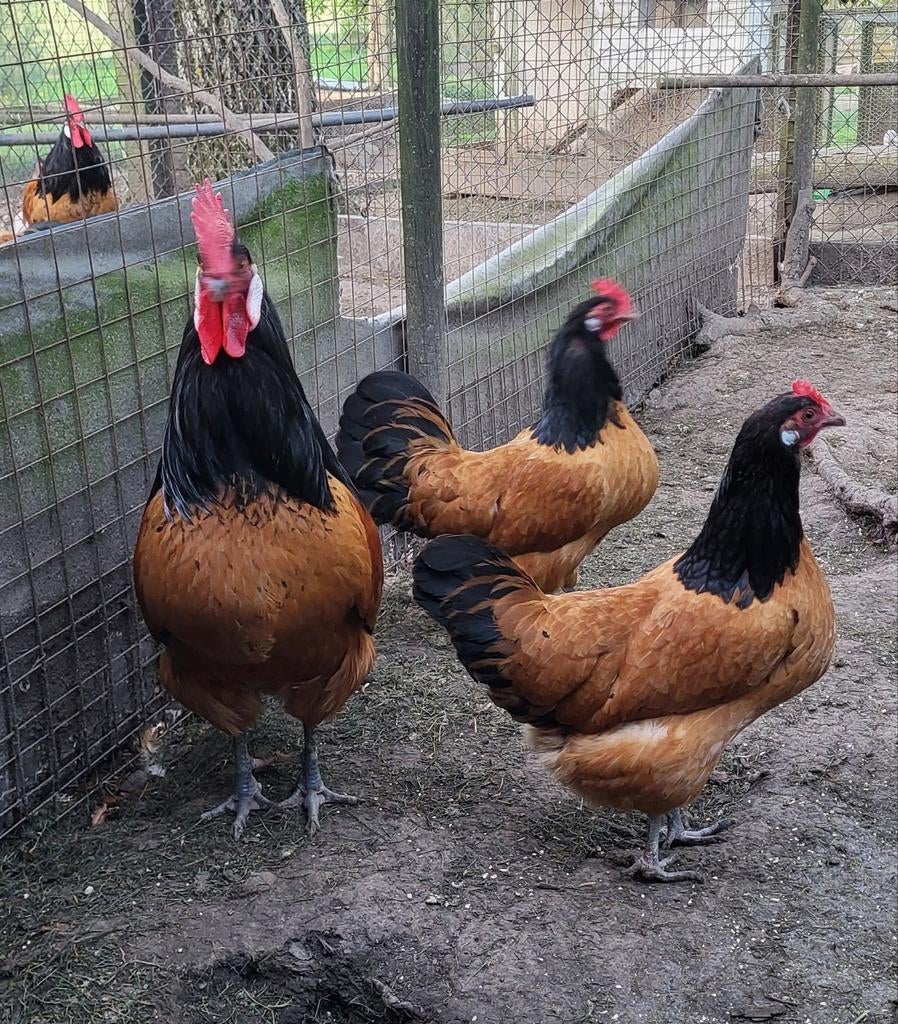 Te koop: Vorwerk broedeieren, Dieren en Toebehoren, Pluimvee, Kip, Geslacht onbekend