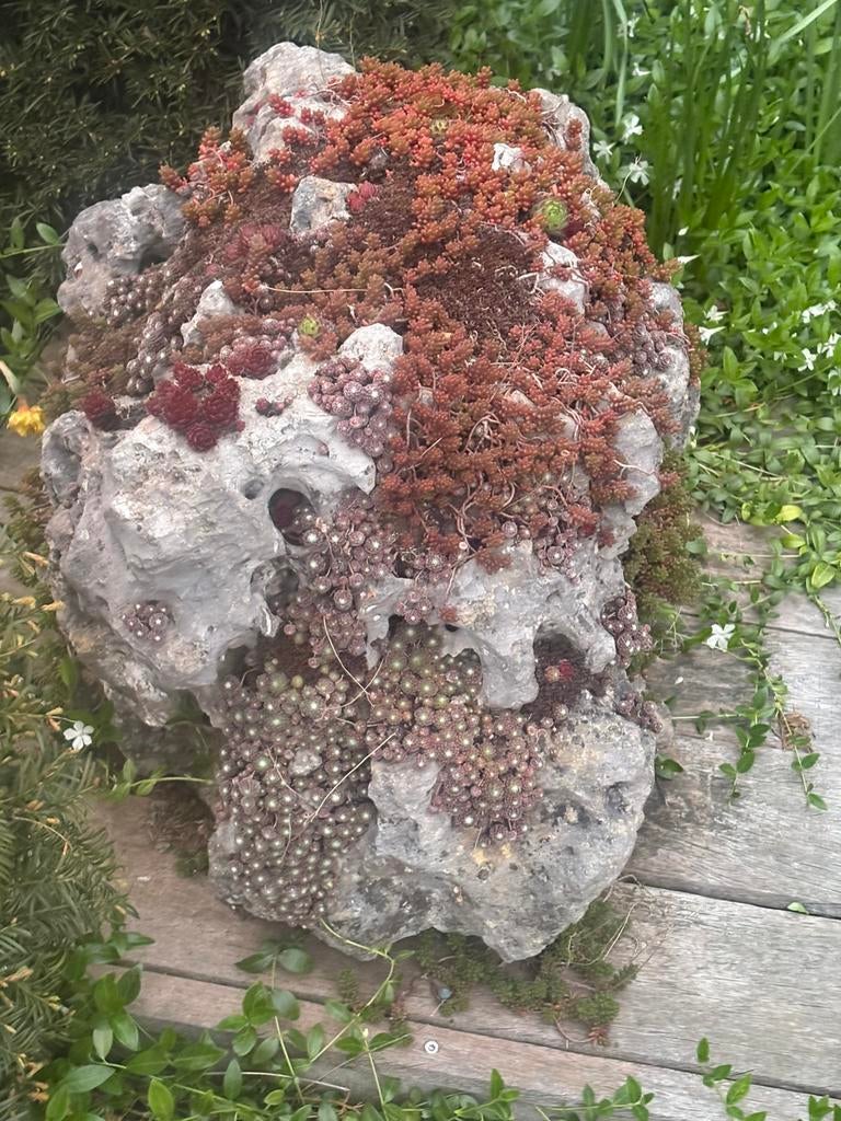 Prachtig groot rotsblok met vetplanten, Tuin en Terras, Ophalen