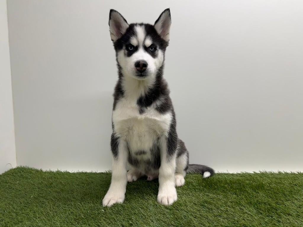 Siberische Husky pups - korthaar