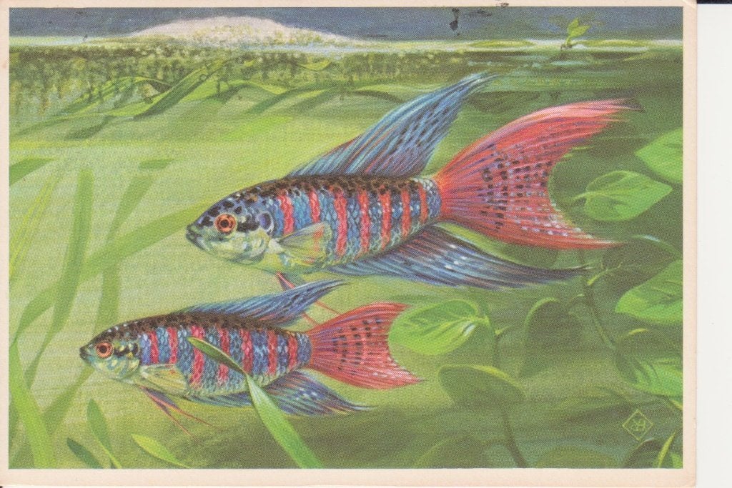 PARADIJSVISSEN   +  Mooie postzegel !, Collections, Cartes postales | Animaux, Envoi, 1960 à 1980, Affranchie, Animal aquatique