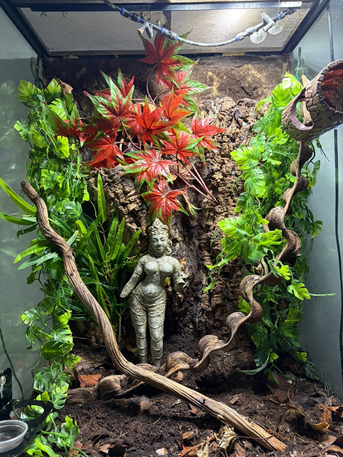 Wimpergekko’s, Animaux & Accessoires