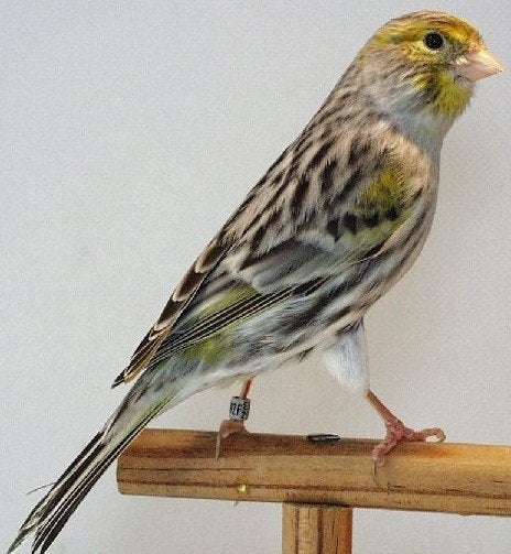 <<GEZOCHT>> Koppels Geel Agaat Mozaiek kanaries TT kwaliteit, Animaux & Accessoires, Oiseaux | Canaris, Canari de couleur, Plusieurs animaux