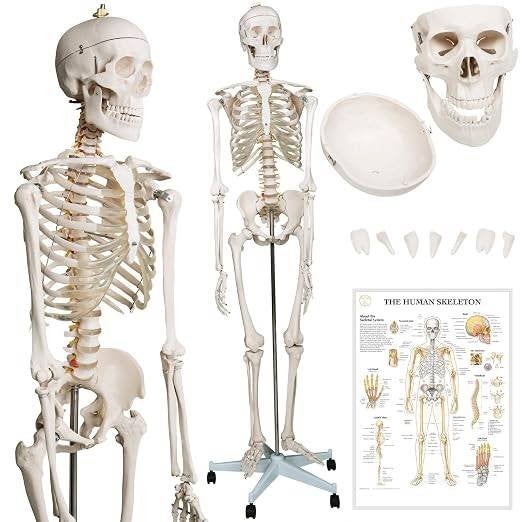 SQUELETTE D'ETUDE ANATOMIE (181 cm), Enlèvement, Comme neuf