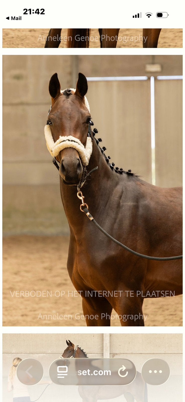 Total Mclaren veulen, Dieren en Toebehoren, Merrie, Met stamboom, Dressuurpaard, 160 tot 165 cm