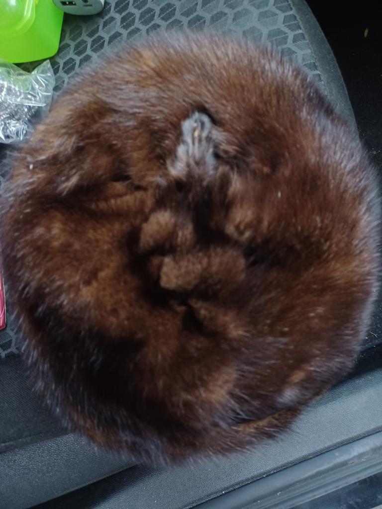 Chapeau/Bonnet, Enlèvement
