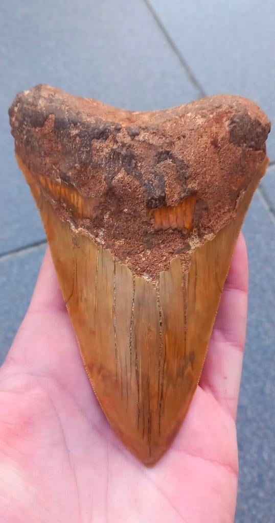 Grande dent de requin Megalodon, fossile de 13 cm, Collections, Enlèvement ou Envoi, Fossile