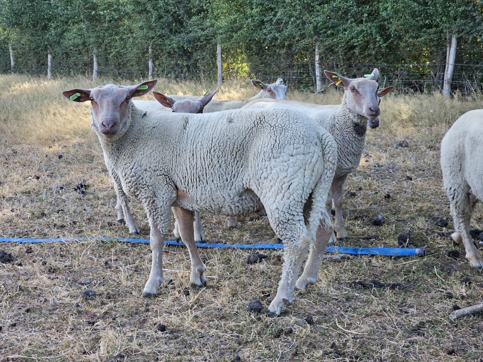 Charollais lammeren te koop