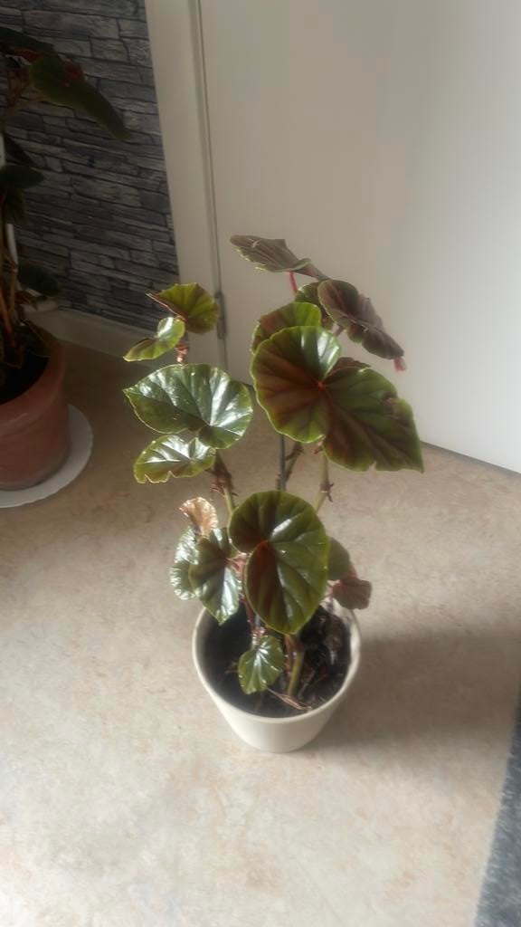 Een mooie plant, Enlèvement