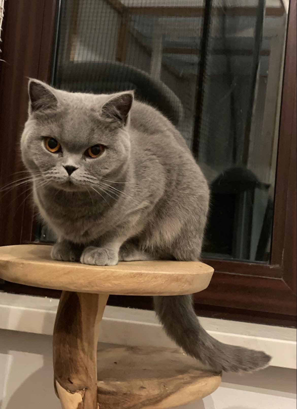 Britse korthaar katin , herplaatster, Dieren en Toebehoren, Poes, Gechipt, 3 tot 5 jaar