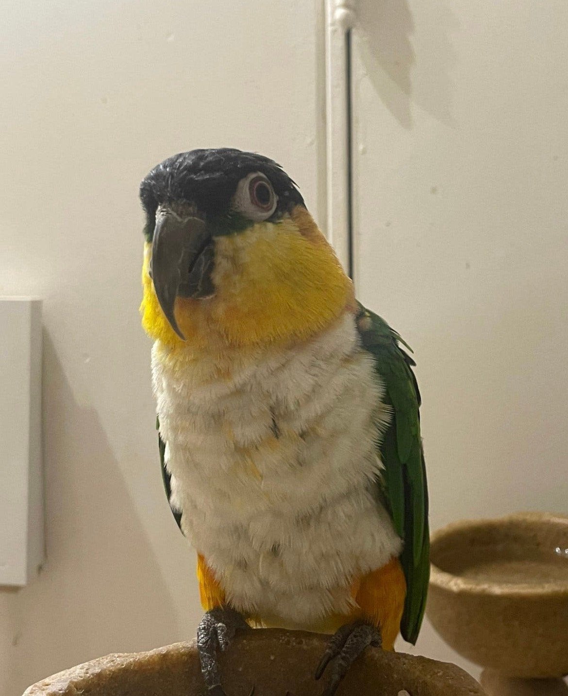 zwartkop caique tam, Mannelijk, Papegaai, Pratend