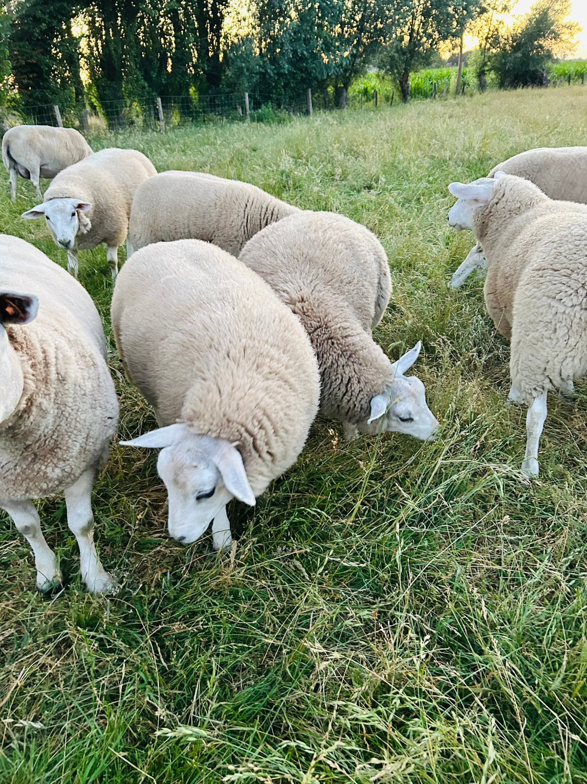 Schapen, Dieren en Toebehoren, Schapen, Geiten en Varkens, Vrouwelijk, Schaap, 0 tot 2 jaar