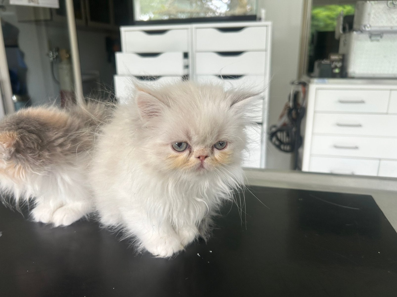 Beaux chatons persans, Animaux & Accessoires, Chats & Chatons | Chats de race | Poil long, Plusieurs animaux, 0 à 2 ans, Avec puce électronique