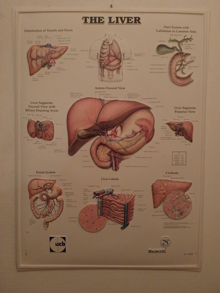 Vintage plaat in reliëf, Anatomie van de lever, Antiek en Kunst, Ophalen of Verzenden