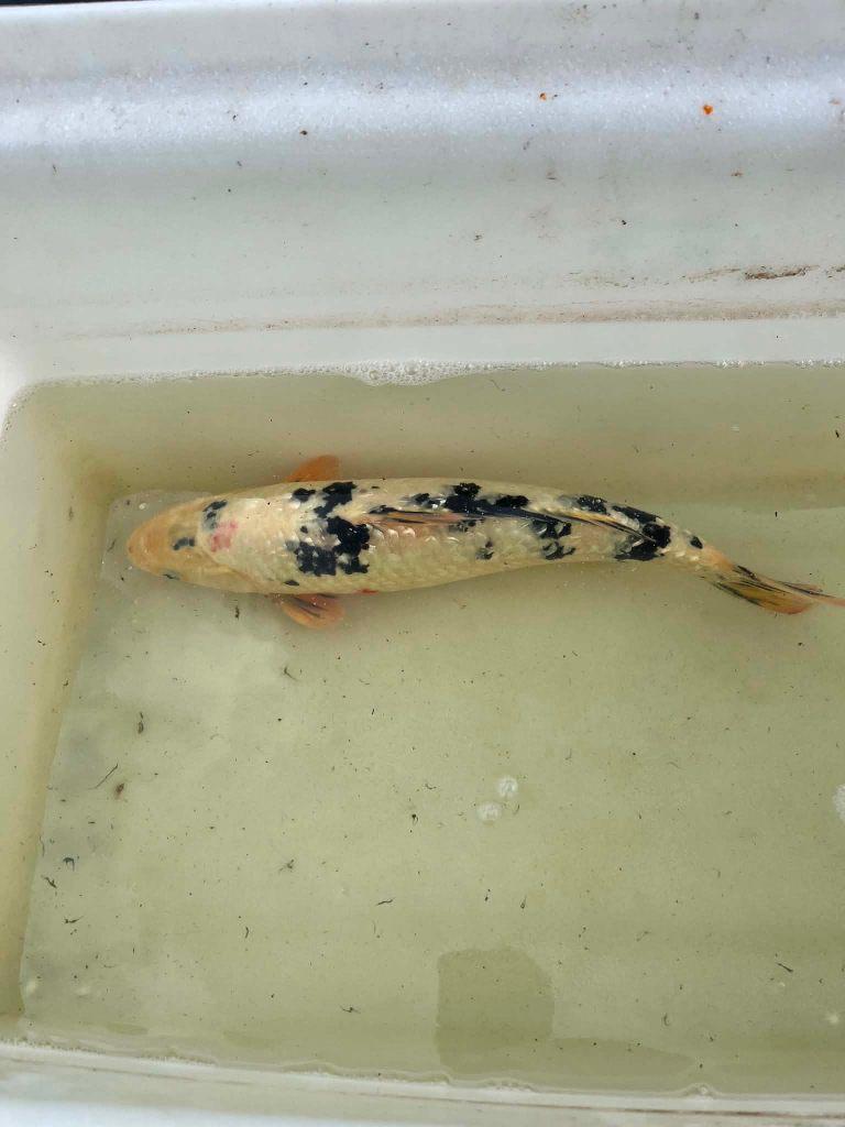 Japanse koi's, Karper of Koi
