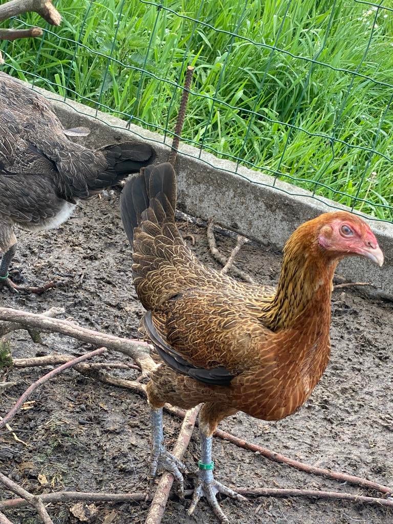 Kriel kippen, Dieren en Toebehoren, Pluimvee, Meerdere dieren, Kip