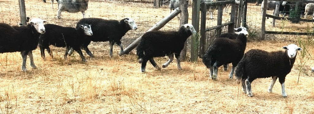 Herdwick Rammen, Dieren en Toebehoren, Schapen, Geiten en Varkens, Mannelijk, Schaap, 0 tot 2 jaar