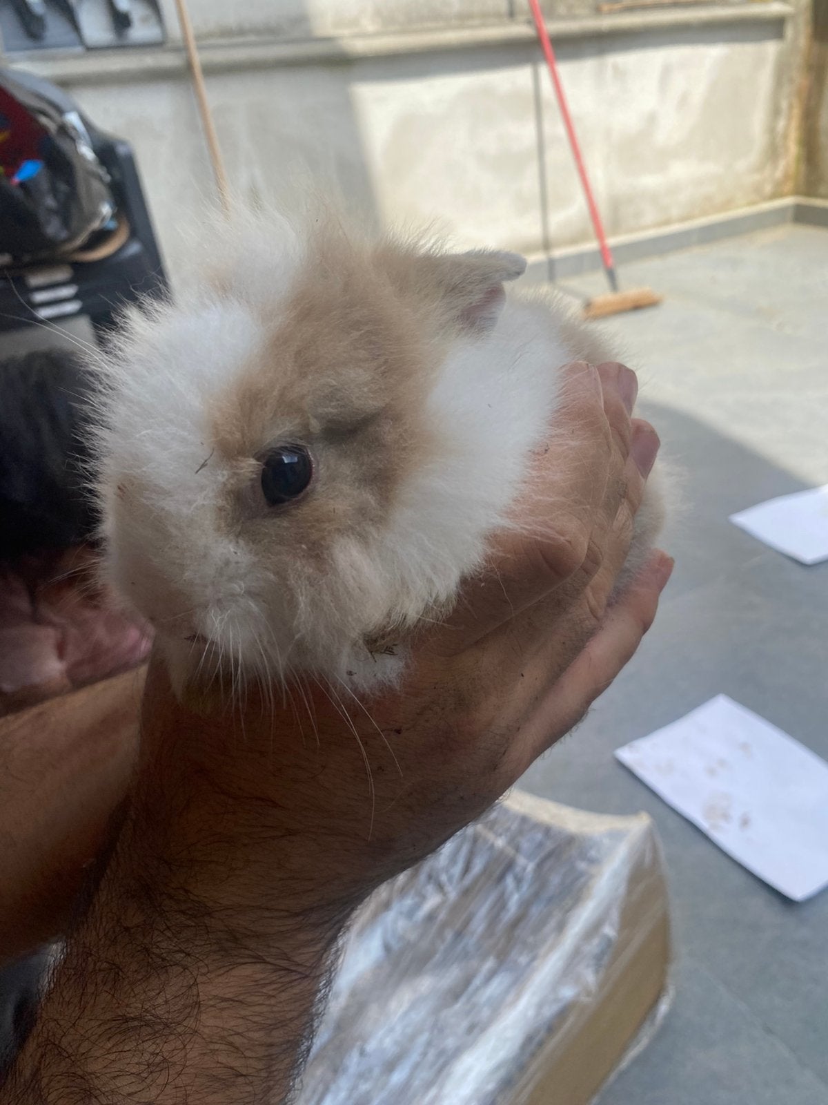 Babykonijn, Meerdere dieren, Dwerg, 0 tot 2 jaar