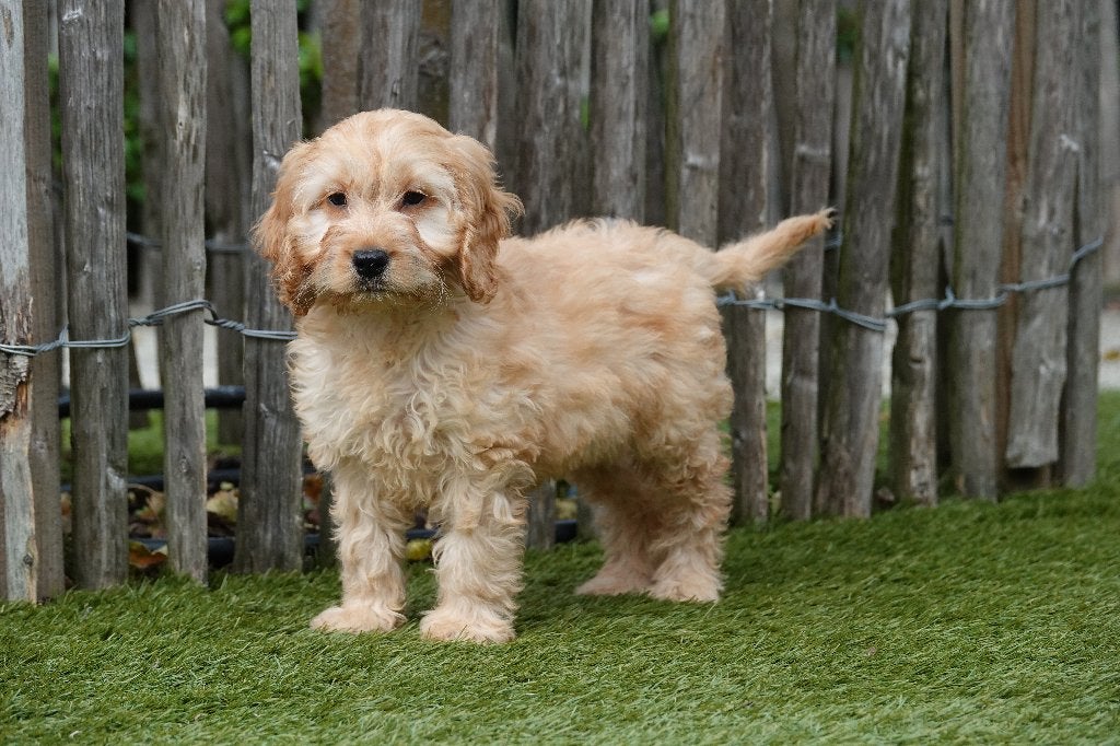 Prachtige Abrikoze en Sable Cockapoo pups (geteste ouders), België, Overige rassen, CDV (hondenziekte), 8 tot 15 weken