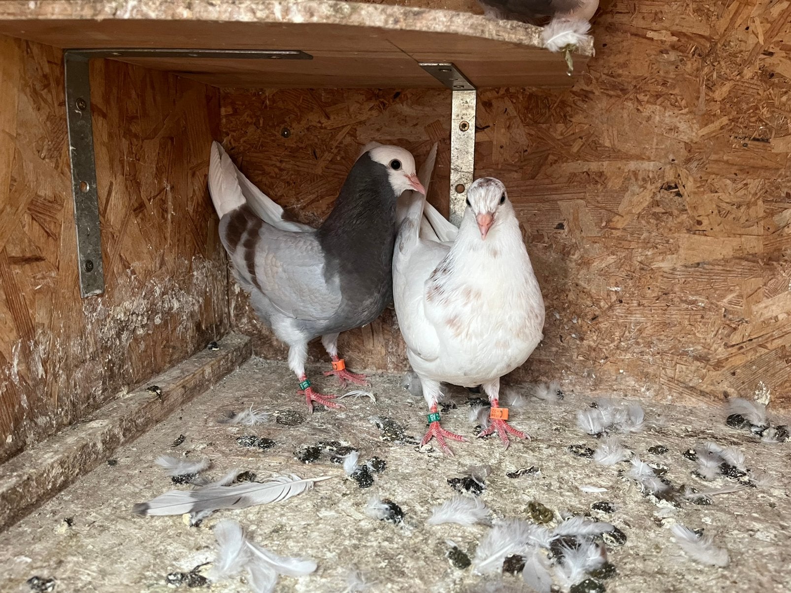 Birmingham rollers, Plusieurs animaux, Pigeon culbutant ou Roller