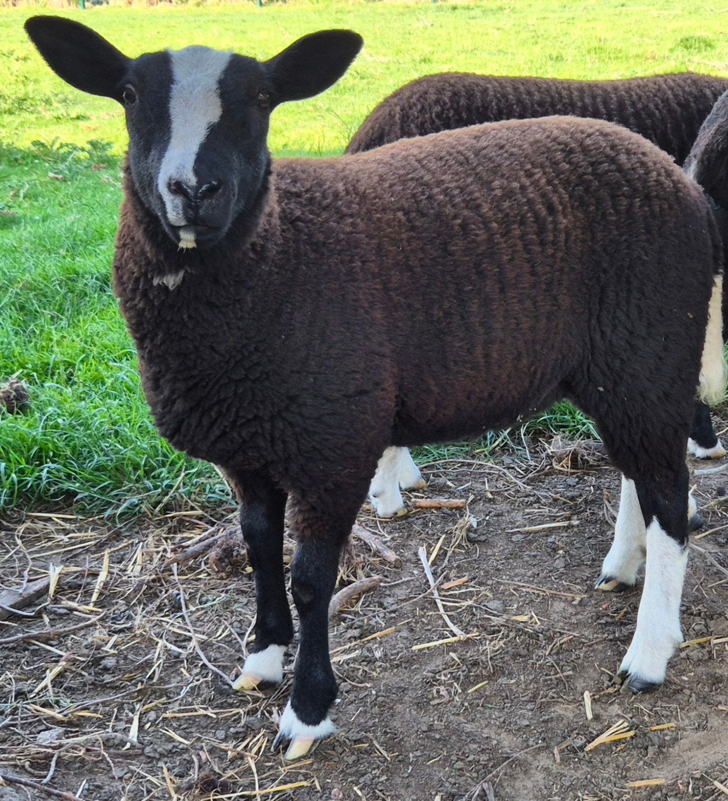 Zwartbles schaap ooi lam, Mouton